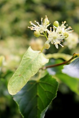 Tilia cordata - lípa srdčitá - květ (43)